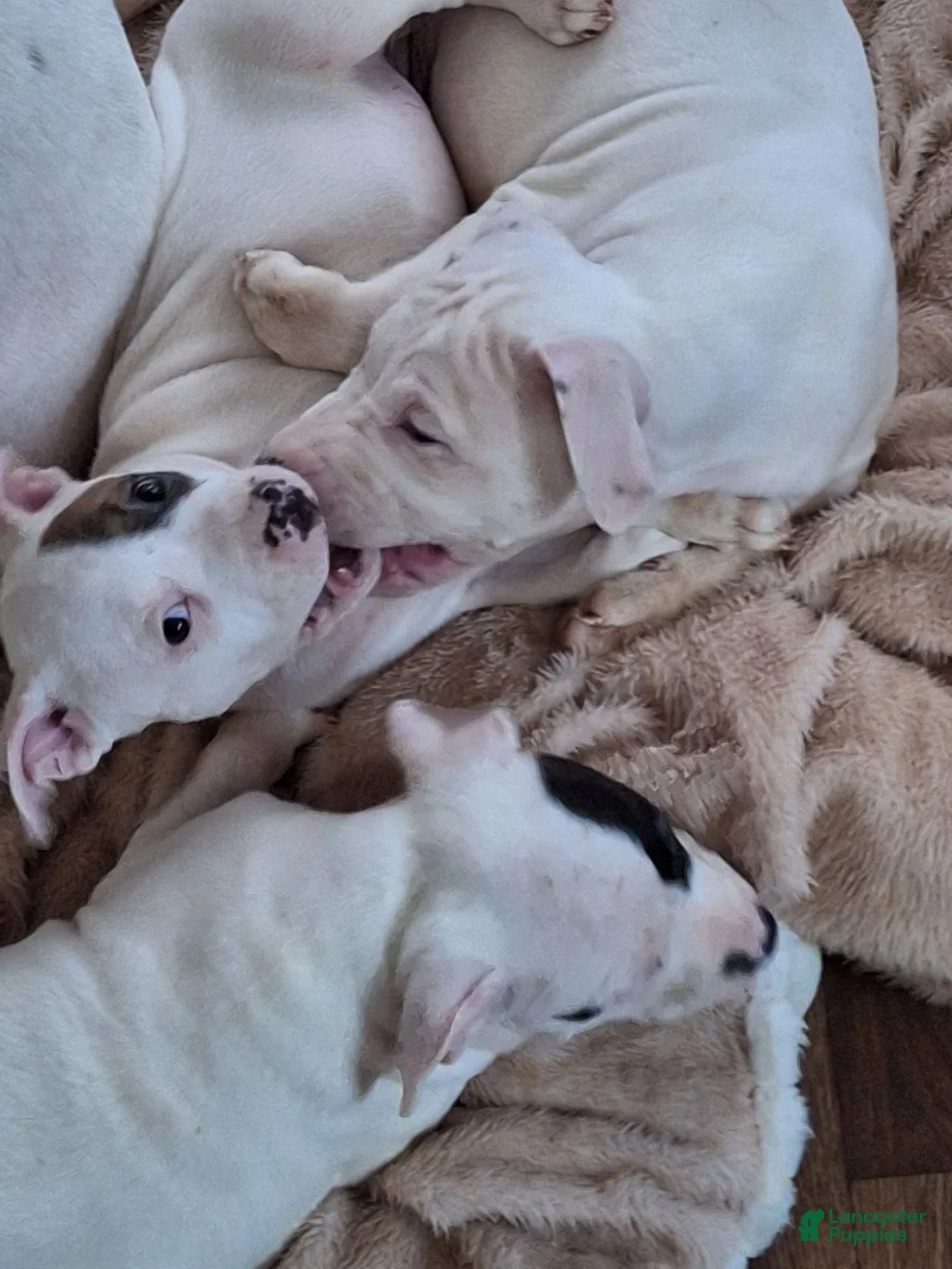 American Pit Bull Terrier dogs for sale: American Pit Bull Terrier 2 - Ad 8