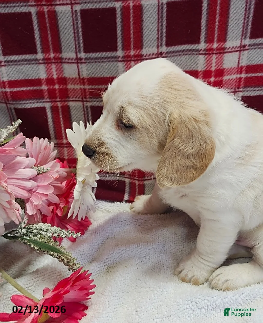 Mixed Breed dogs for sale: King - Ad 2