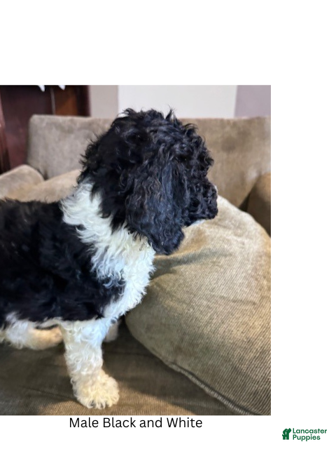 Standard Poodle dogs for sale: Standard Poodle Puppy 1 - Ad 4