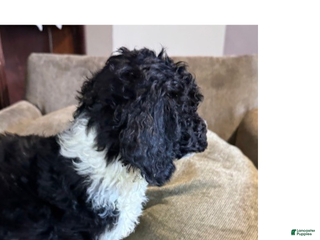 Standard Poodle dogs Standard Poodle Puppy 1 - Ad 10