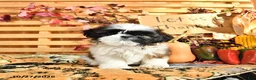 Shih Tzu dogs for sale: Gilbert - Ad 3