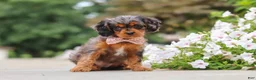 Cavapoo dogs for sale: Indy - Ad 3