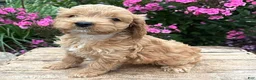 Cockapoo dogs for sale: Bailey - Ad 3