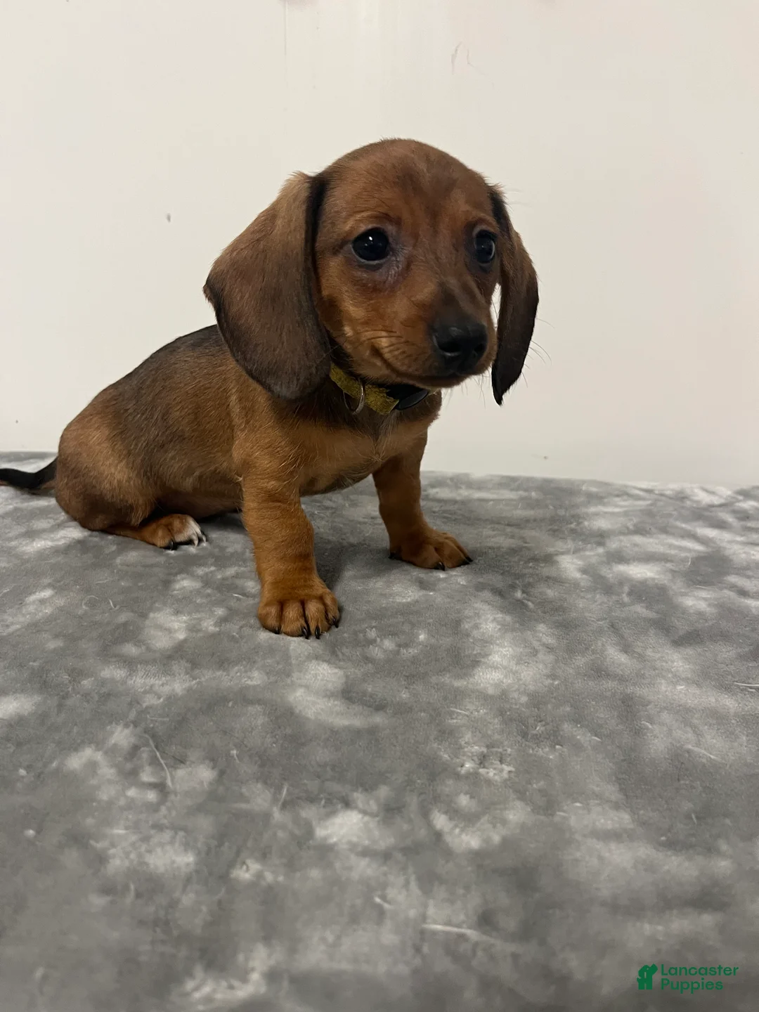 Miniature Dachshund dogs for sale: Miniature Dachshund gem - Ad 1