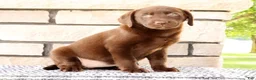 Labrador Retriever dogs for sale: Mindy - Ad 5