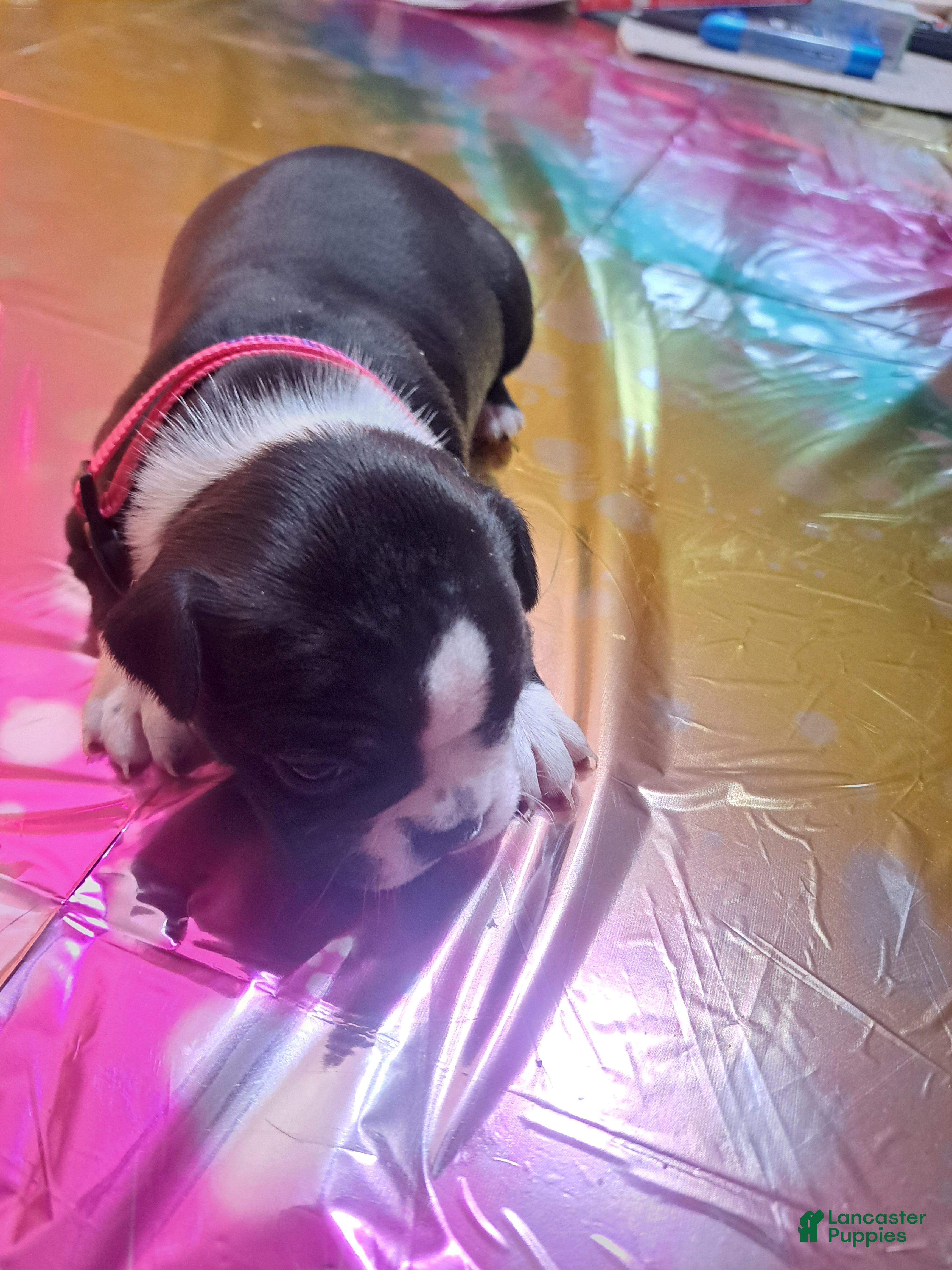 Boston Terrier dogs Boston Terrier Puppy 1 - Ad 3