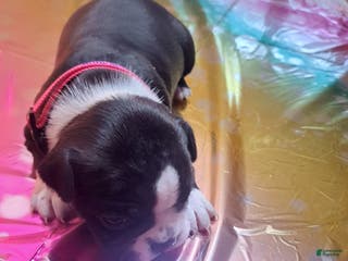 Boston Terrier dogs Boston Terrier Puppy 1 - Ad 24