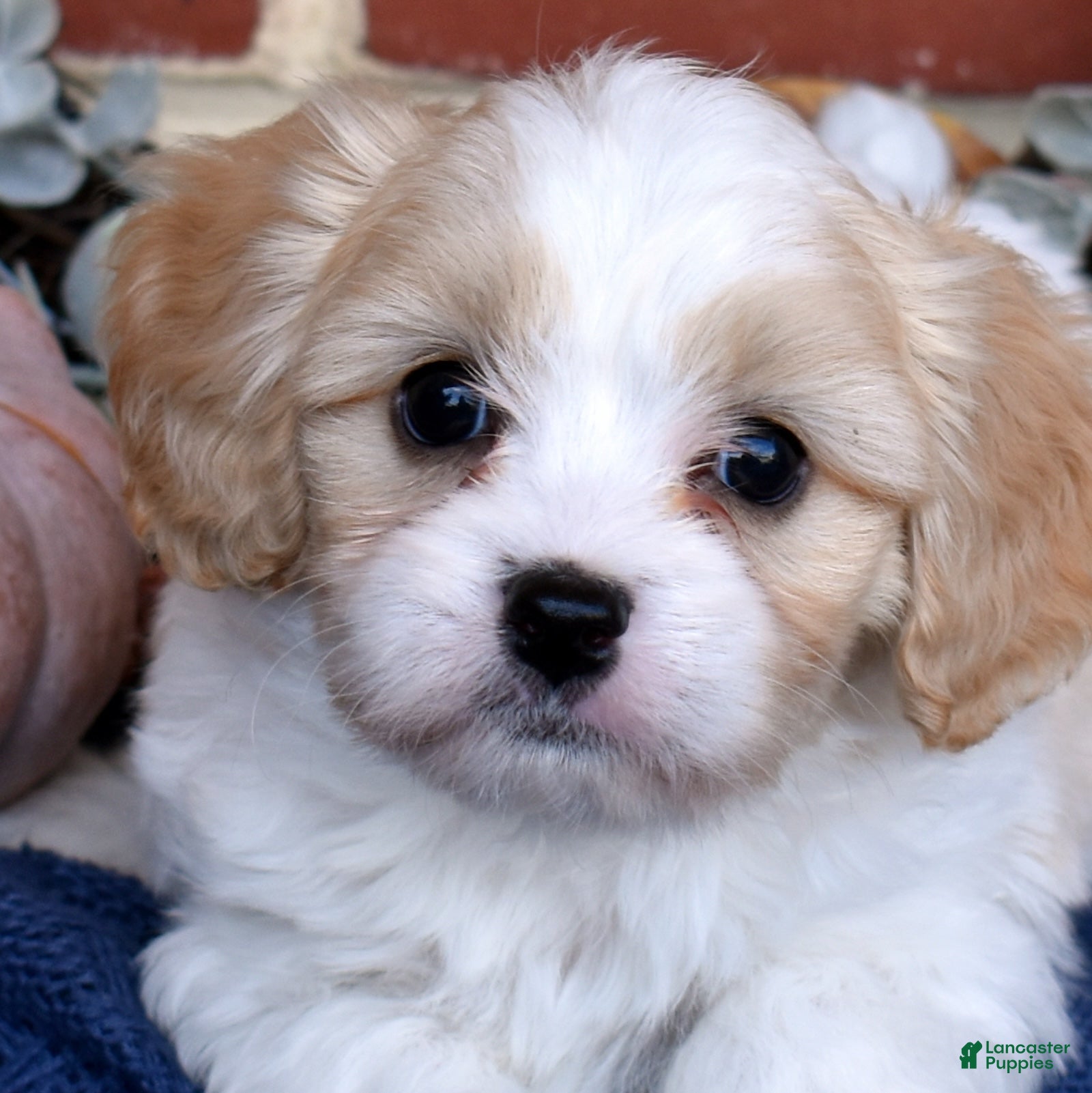 Cavachon dogs for sale: Chips - Ad 2