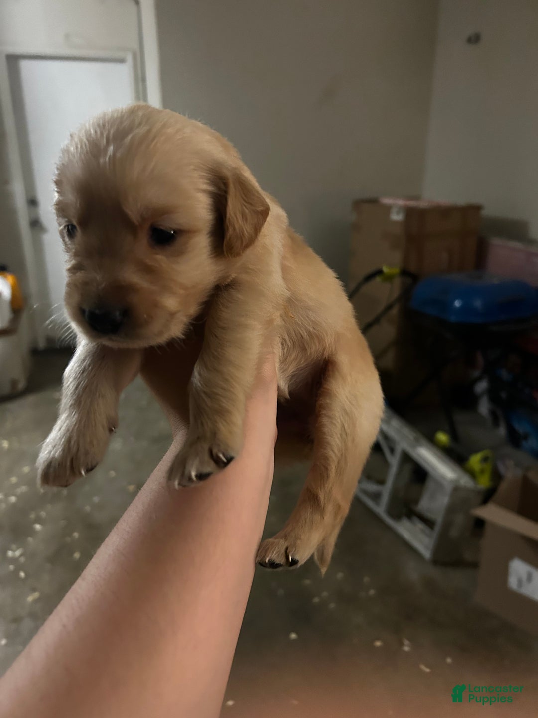 Golden Retriever dogs for sale: Burgundy  - Ad 1