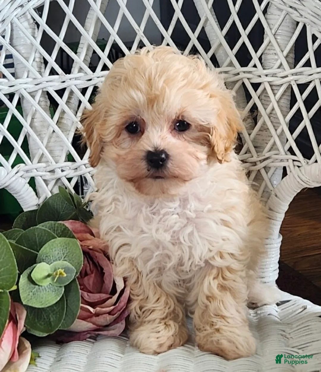 Maltipoo dogs for sale: Hannah - Ad 7