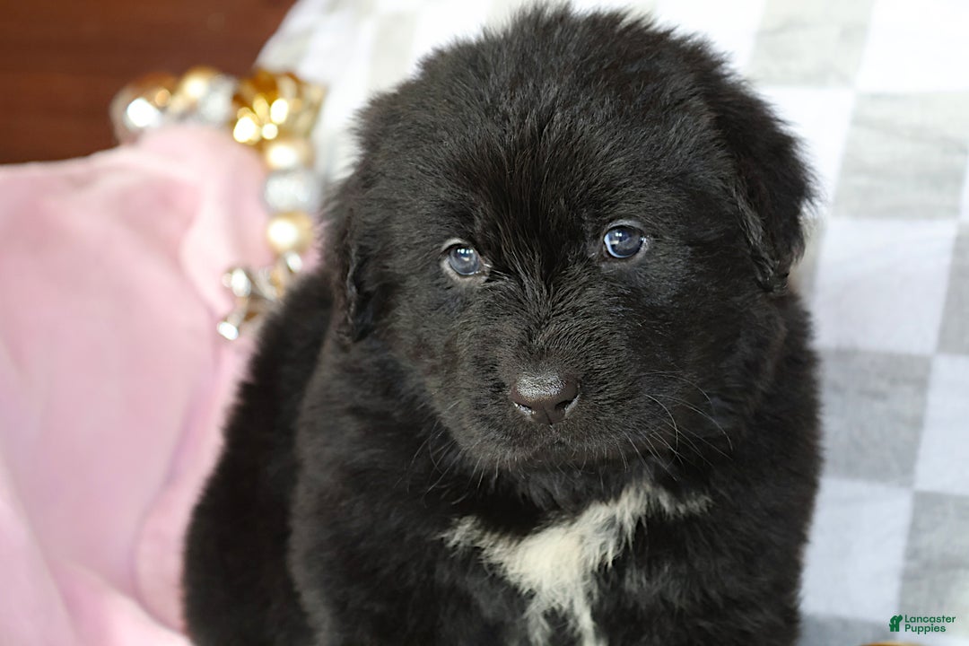 Newfoundland dogs for sale: Tanya - Ad 3