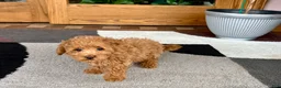 Maltipoo dogs for sale: Maltipoo 1 - Ad 3