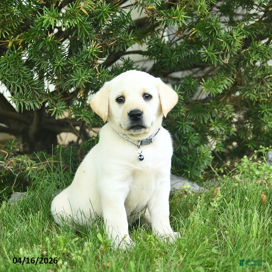 Labrador Retriever dogs Bessie  - Ad 1