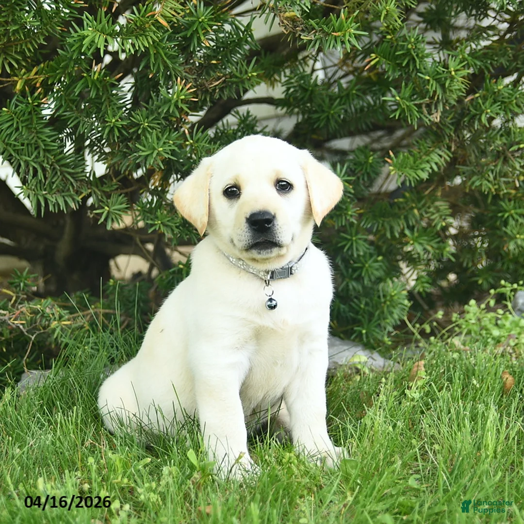 Labrador Retriever dogs for sale: Bessie  - Ad 1