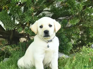 Labrador Retriever dogs for sale: Bessie - Ad 4