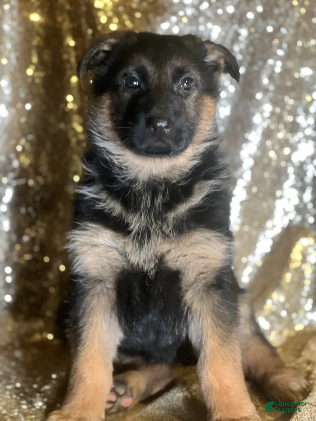 German Shepherd dogs for sale: Whisper - Ad 2
