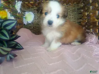 Mixed Breed dogs Mixed Breed Puppy 4 - Ad 16