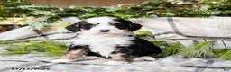 Mini Bernedoodle dogs for sale: Marilla - Ad 4