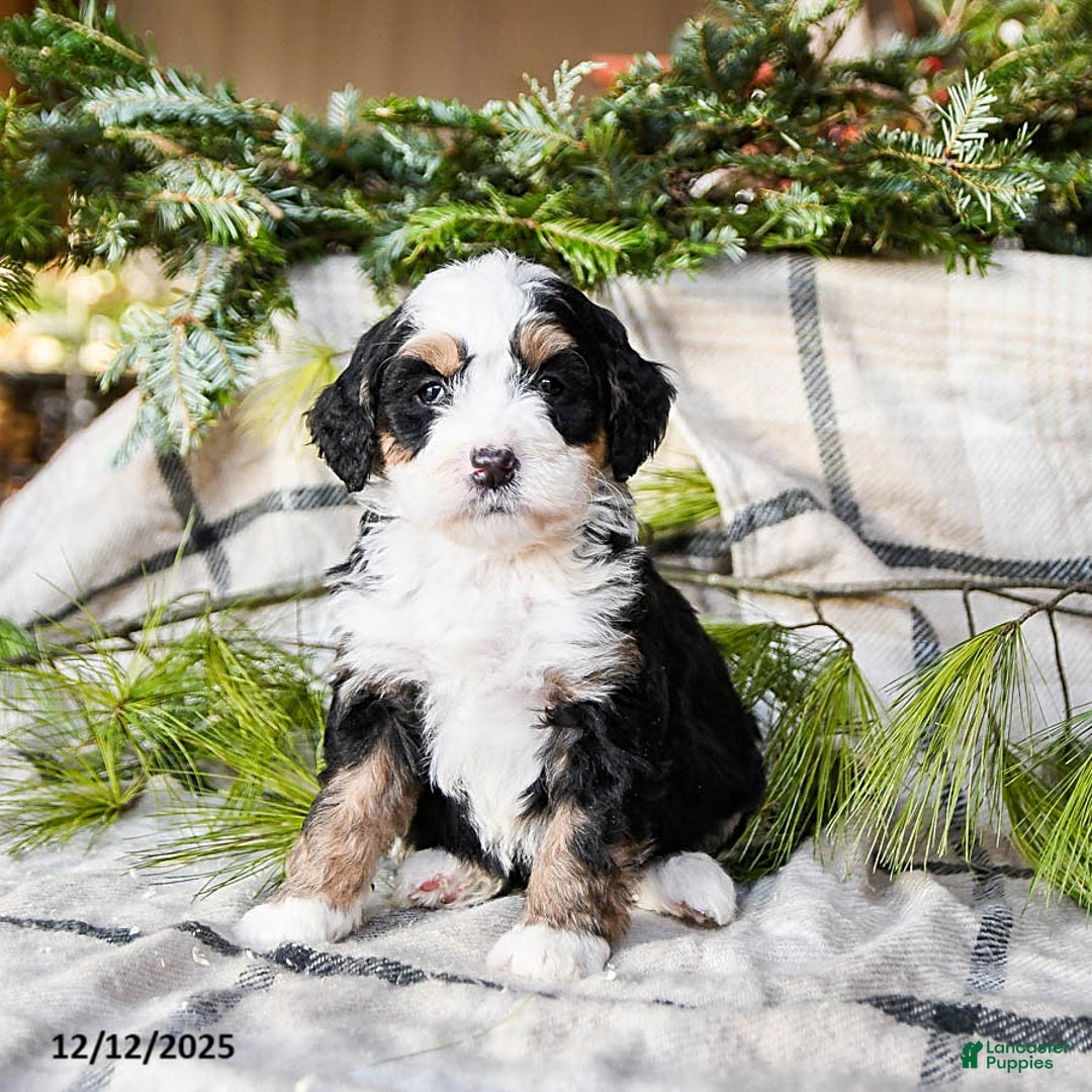 Mini Bernedoodle dogs for sale: Marilla - Ad 4