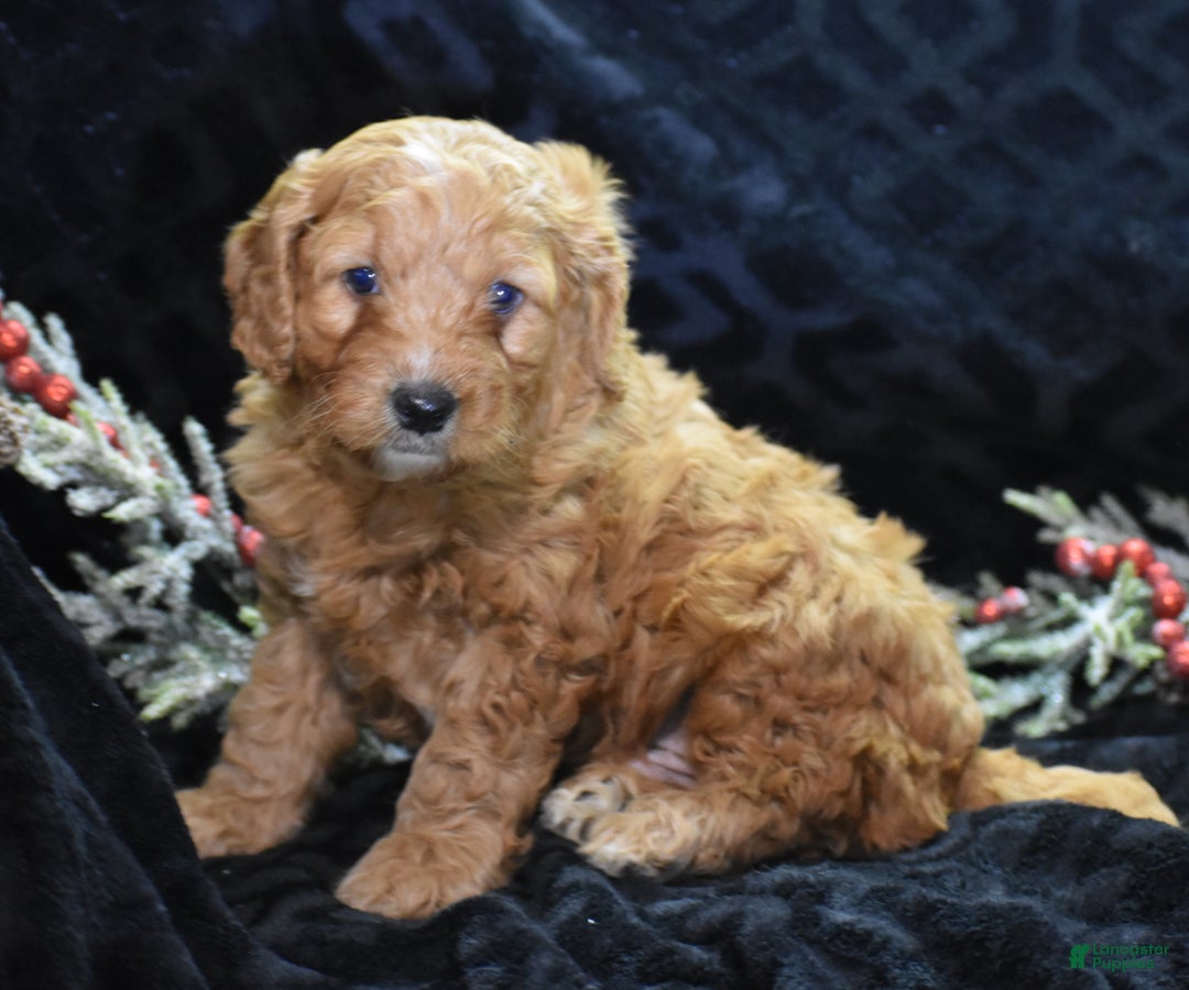 Mini Goldendoodle dogs for sale: Gregy - Ad 1