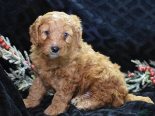 Mini Goldendoodle dogs Gregy - Ad 24