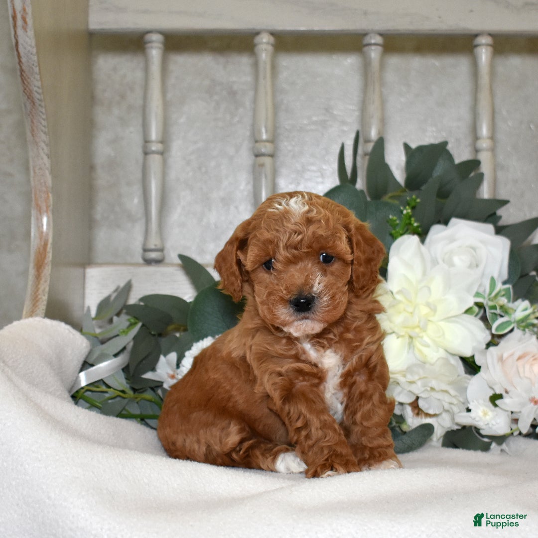 Miniature Poodle dogs for sale: Joey - Ad 1