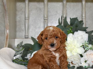 Miniature Poodle dogs Joey - Ad 19