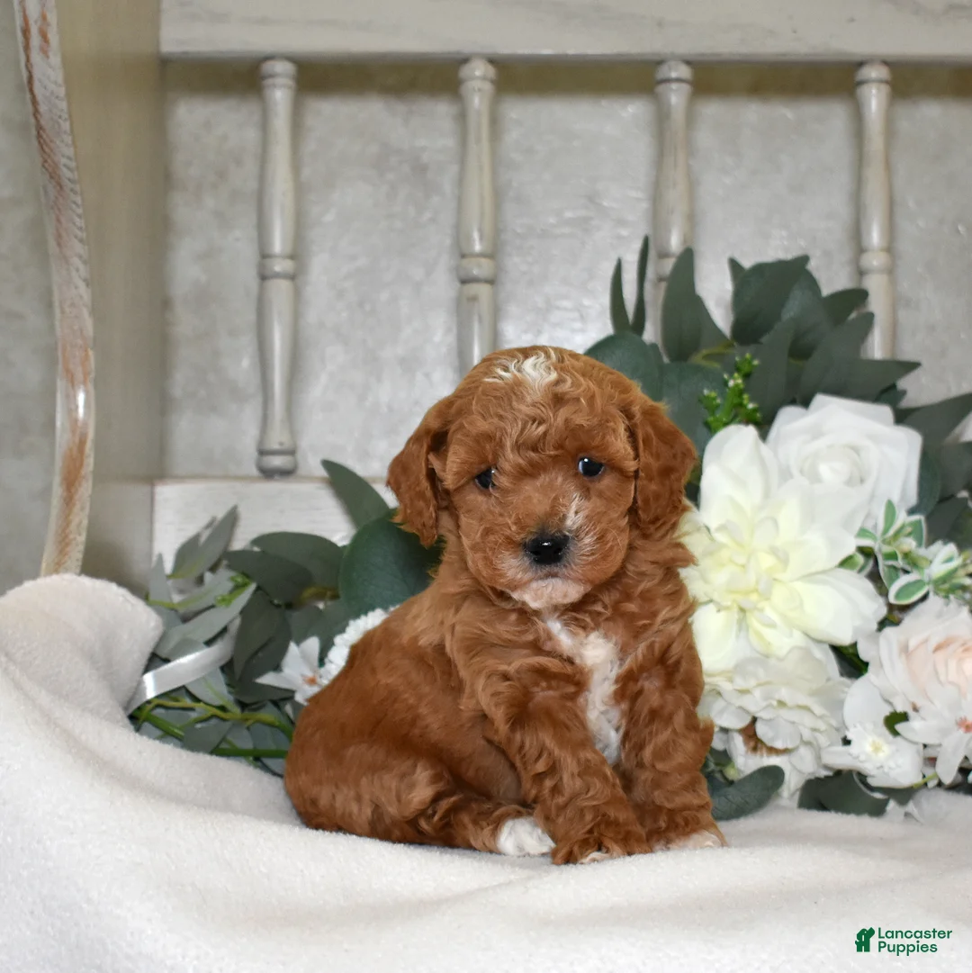 Miniature Poodle dogs for sale: Joey - Ad 1