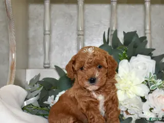 Miniature Poodle dogs Joey - Ad 16