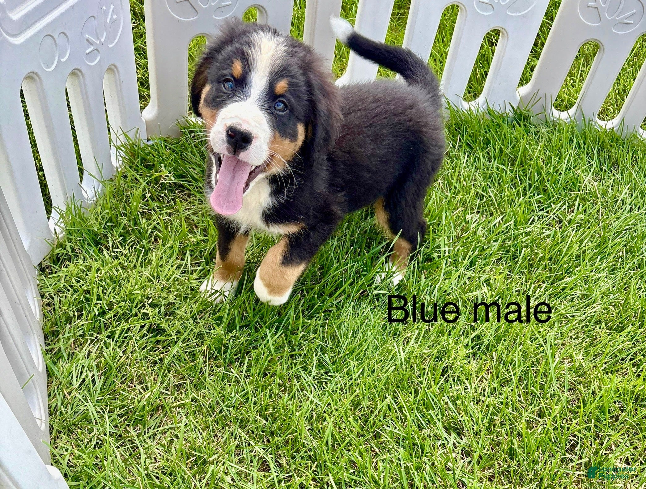 Bernese Mountain Dog dogs Light blue male  - Ad 30