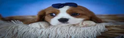 Cavalier King Charles Spaniel dogs for sale: Patches💙 - Ad 4