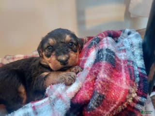 Airedale Terrier dogs Airedale Terrier Puppy 2 - Ad 3