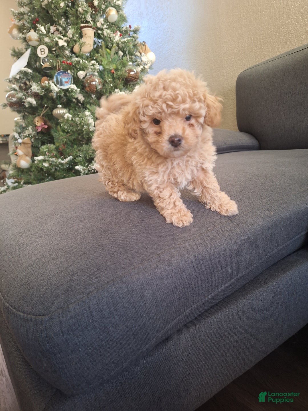 Toy Poodle dogs for sale: Toy Poodle Puppy 1 - Ad 1