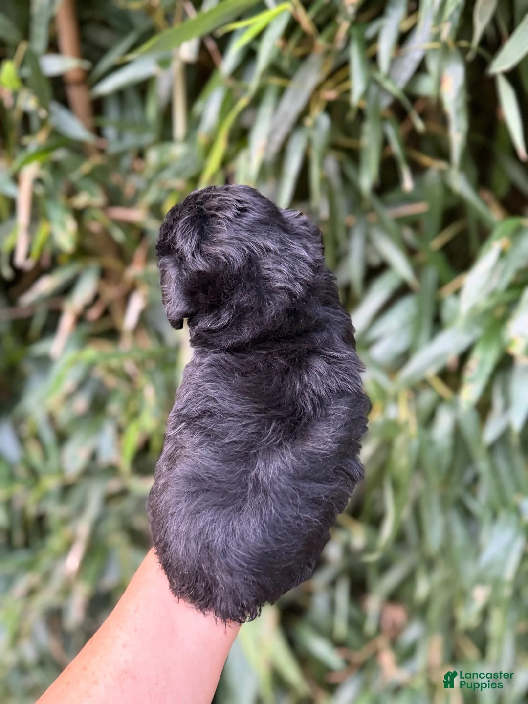 Miniature Schnauzer dogs for sale: Miniature Schnauzer 6 - Ad 2
