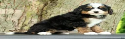 Mini Bernedoodle dogs for sale: Sophia - Ad 8