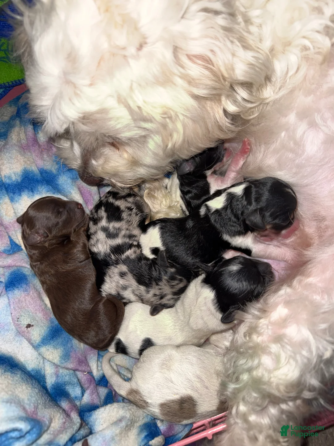 Mixed Breed dogs for sale: Baxter - Ad 31
