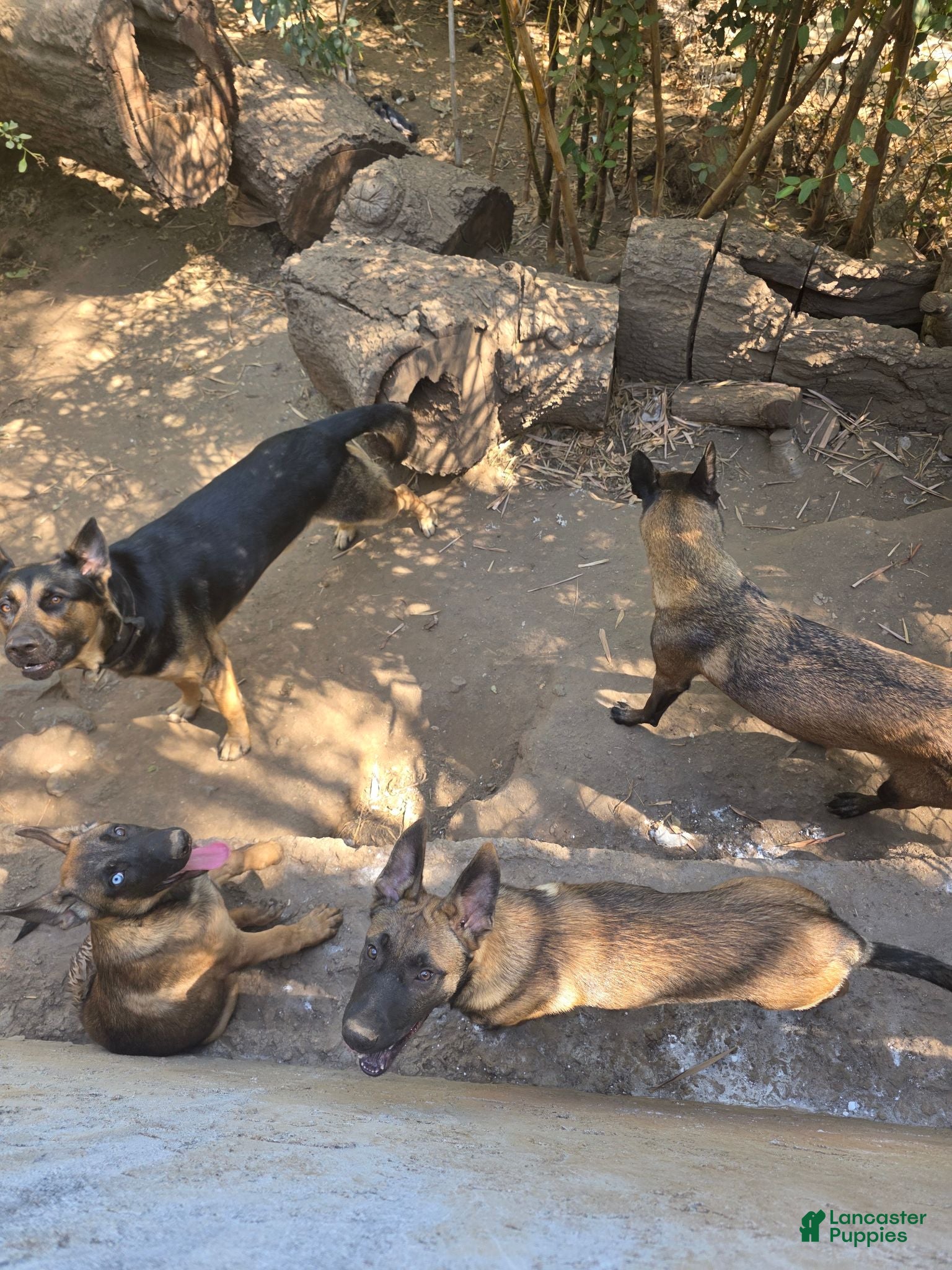 Mixed Breed dogs Mixed Breed 1 - Ad 41