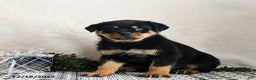 Rottweiler dogs for sale: Granger - Ad 3