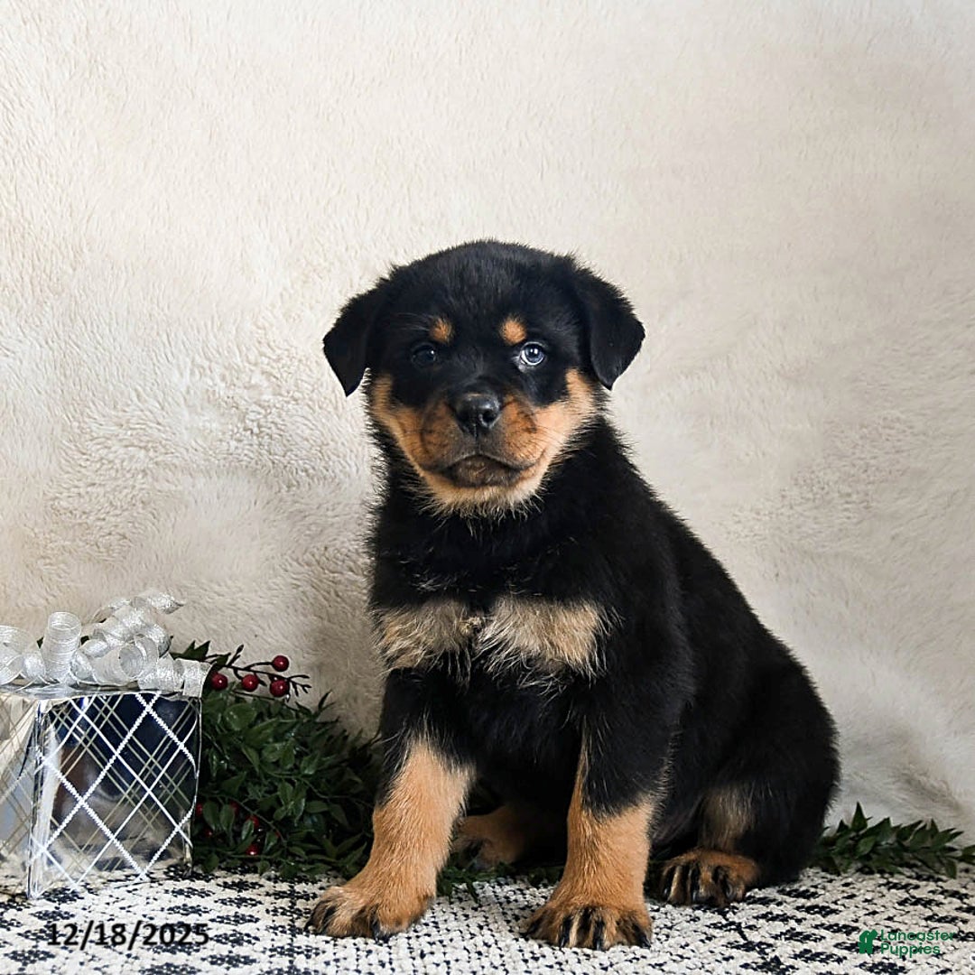 Rottweiler dogs for sale: Granger - Ad 3