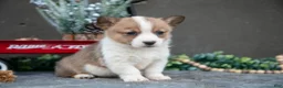 Welsh Corgi Pembroke dogs for sale: Cassidy - Ad 2