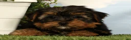 Yorkshire Terrier dogs for sale: Lilibet - Ad 3
