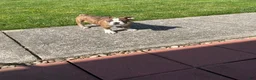 Mixed Breed dogs for sale: Tot-Tot - Ad 1