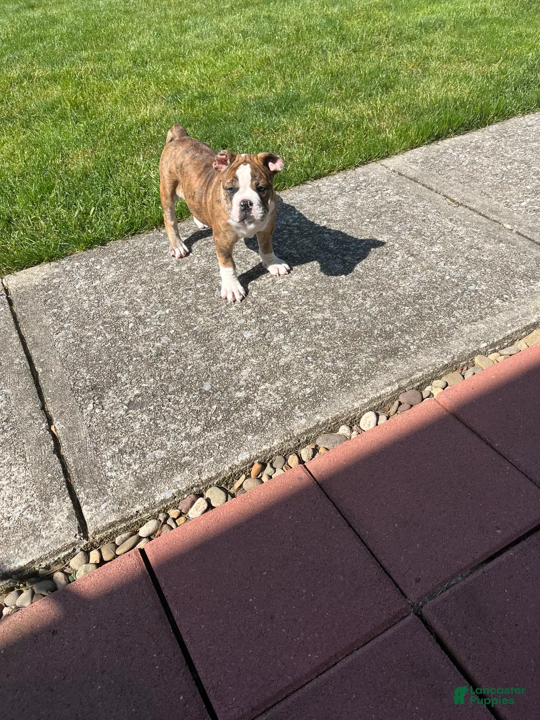 Mixed Breed dogs for sale: Tot-Tot - Ad 1