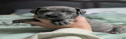 Great Dane dogs for sale: Scout - Female  - Ad 3
