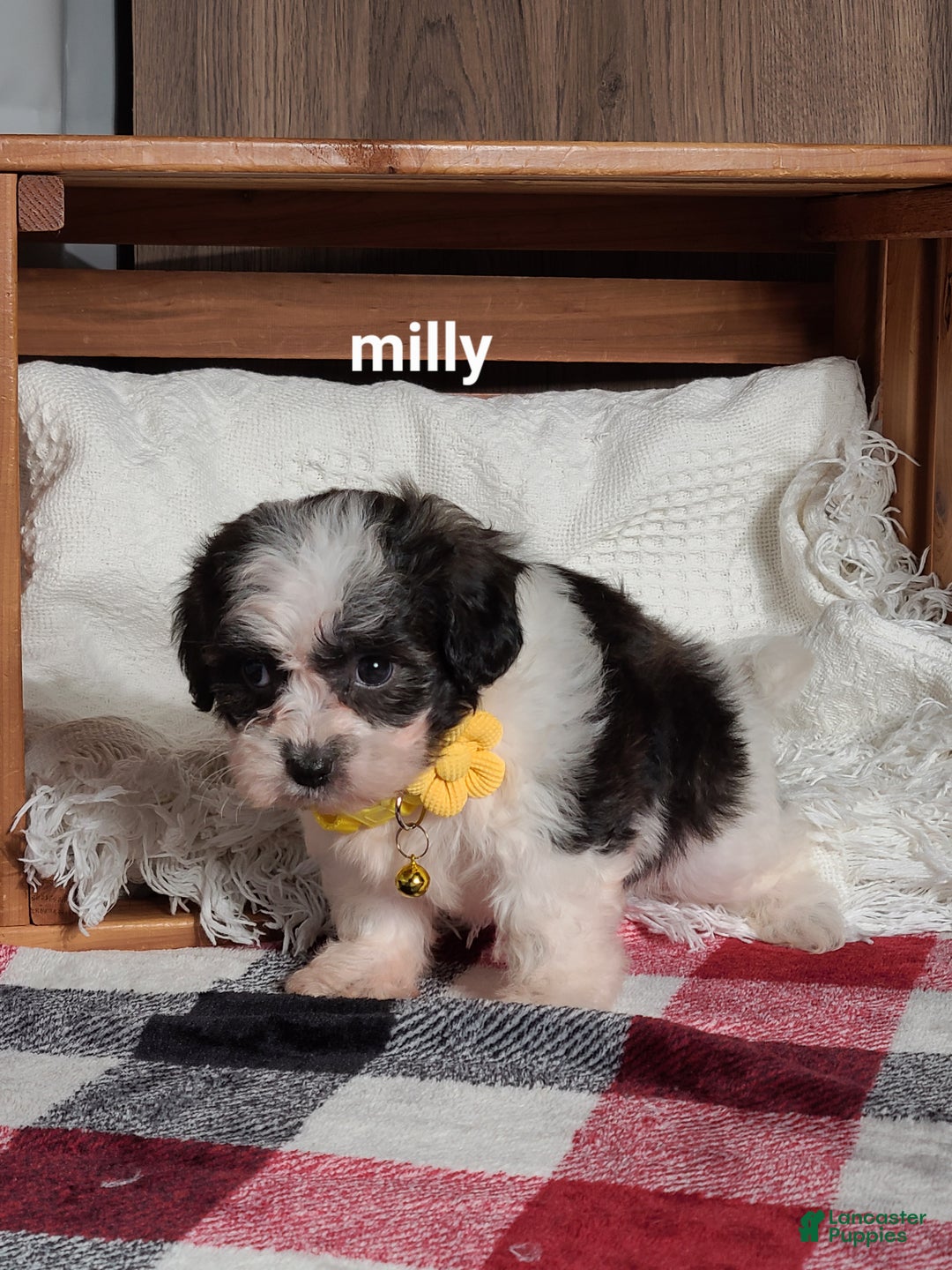 Teddy Bear dogs for sale: Milly - Ad 6