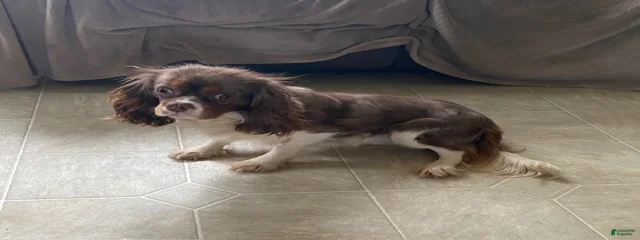Milo