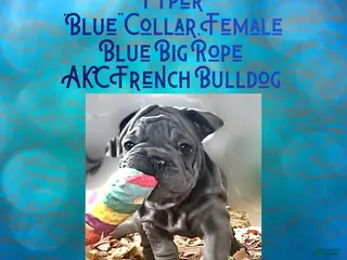 French Bulldog dogs Pyper “Blue Collar”, Female - Ad 26