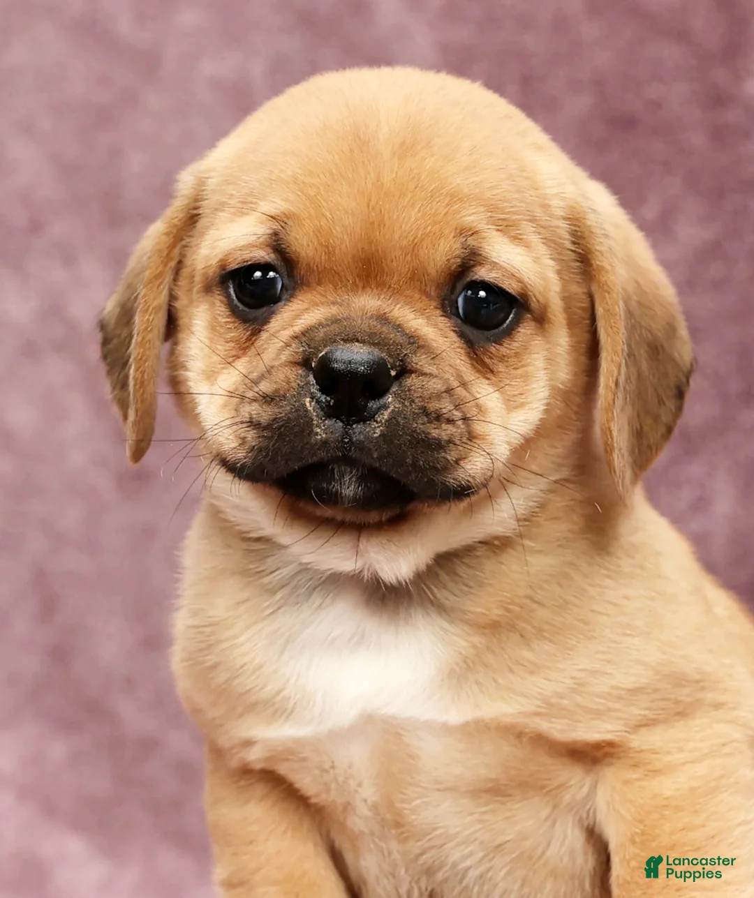Puggle dogs for sale: Max - Ad 9