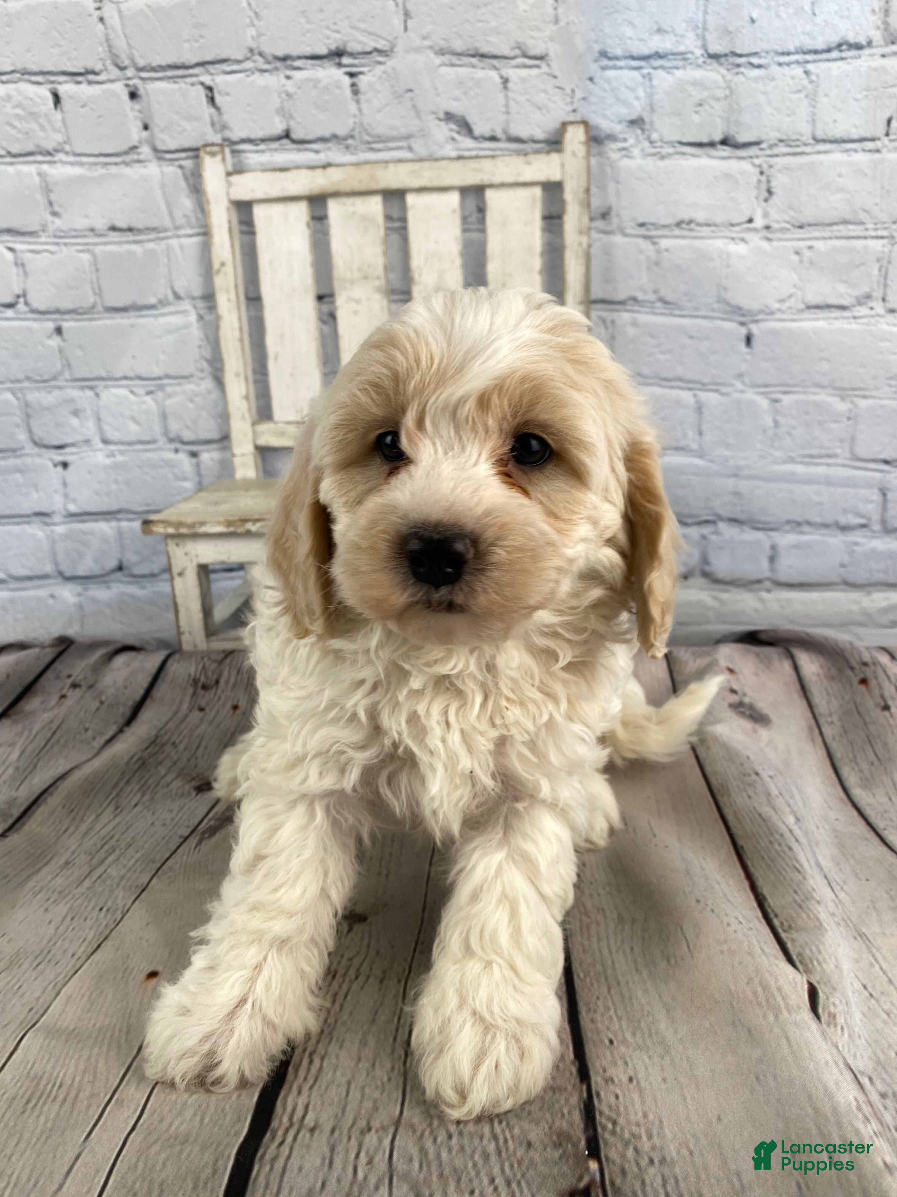 Cavapoo dogs Larry - Ad 2