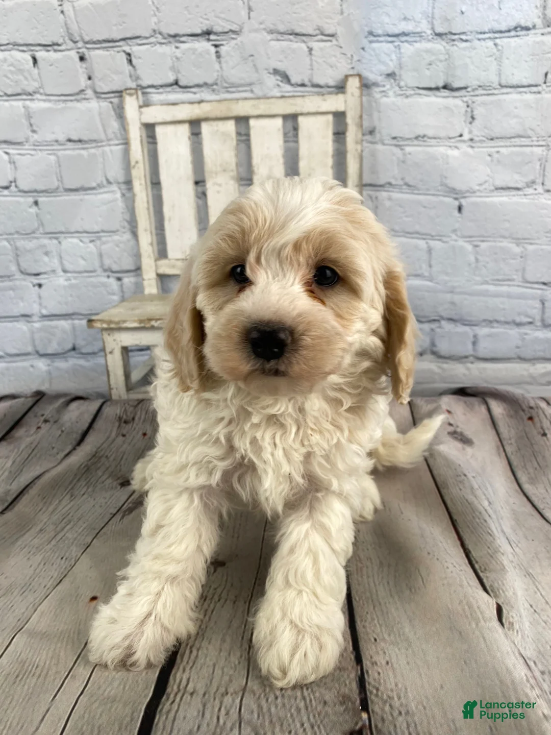 Cavapoo dogs for sale: Larry - Ad 2
